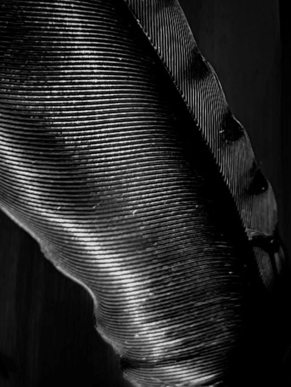 ELEGANCE – Minimalist Black and White Feather Wall Art