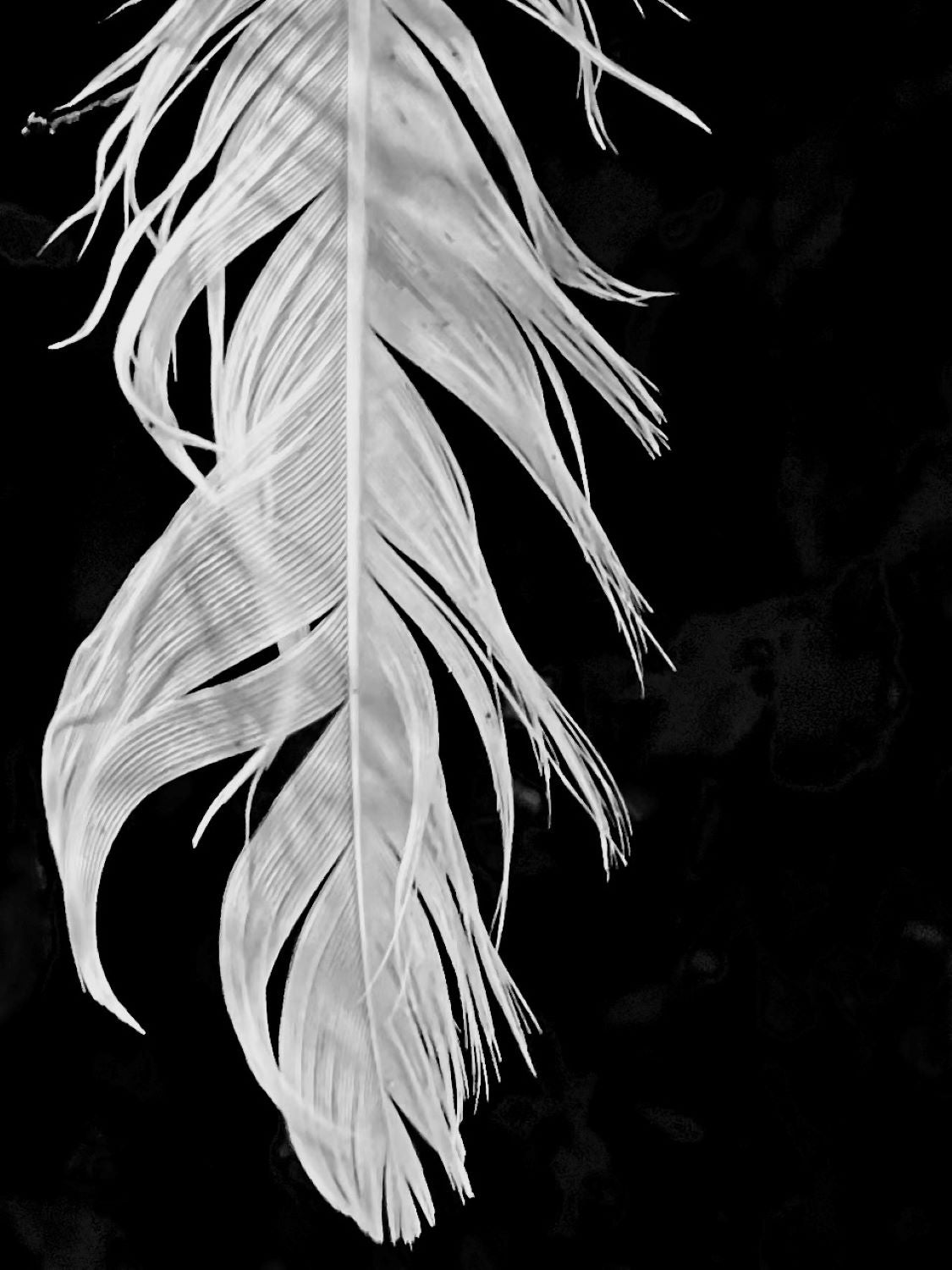 FLOW– Minimalist Black and White Feather Wall Art
