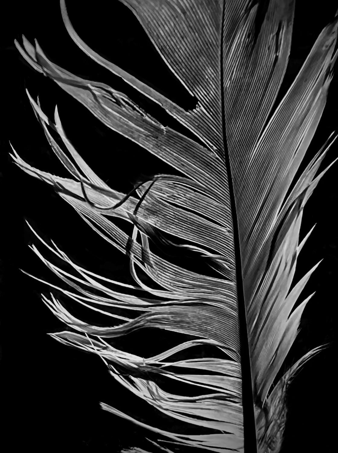 RESILIENCE– Minimalist Black and White Feather Wall Art