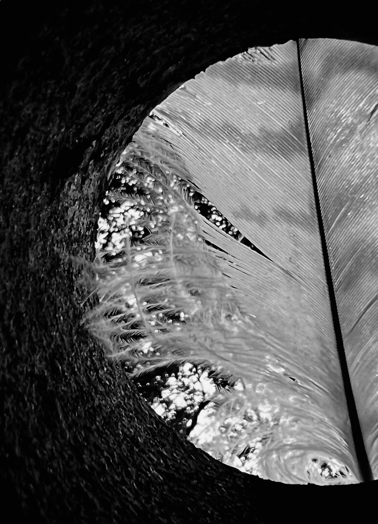 CHANNEL | Moody Neutral Feather Wall Art for Elevated Homes