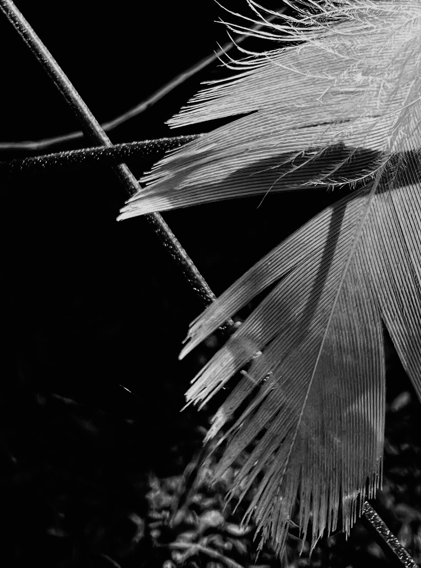 LUCID – Moody Minimalist Feather Wall Art