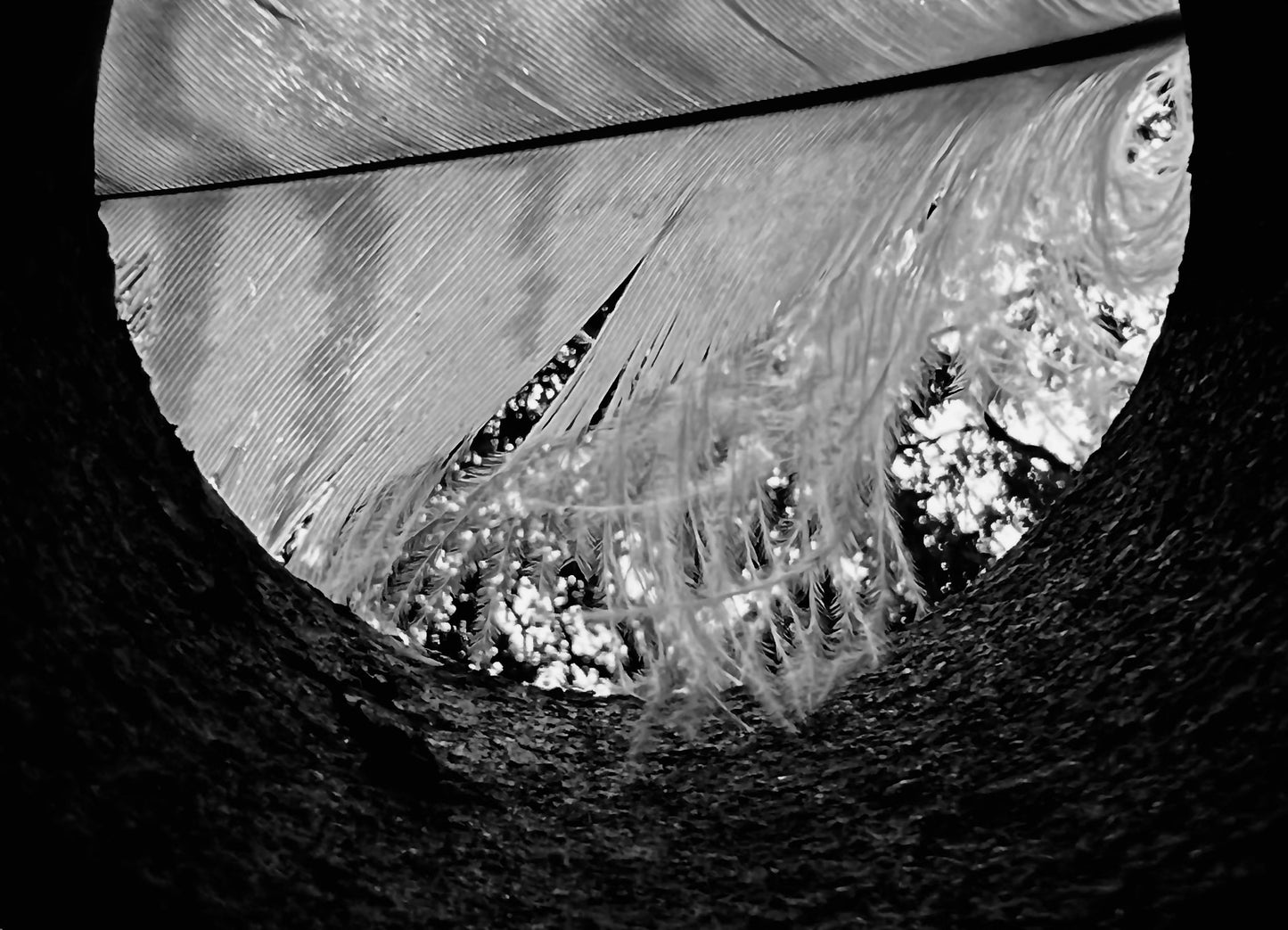 CHANNEL | Moody Neutral Feather Wall Art for Elevated Homes